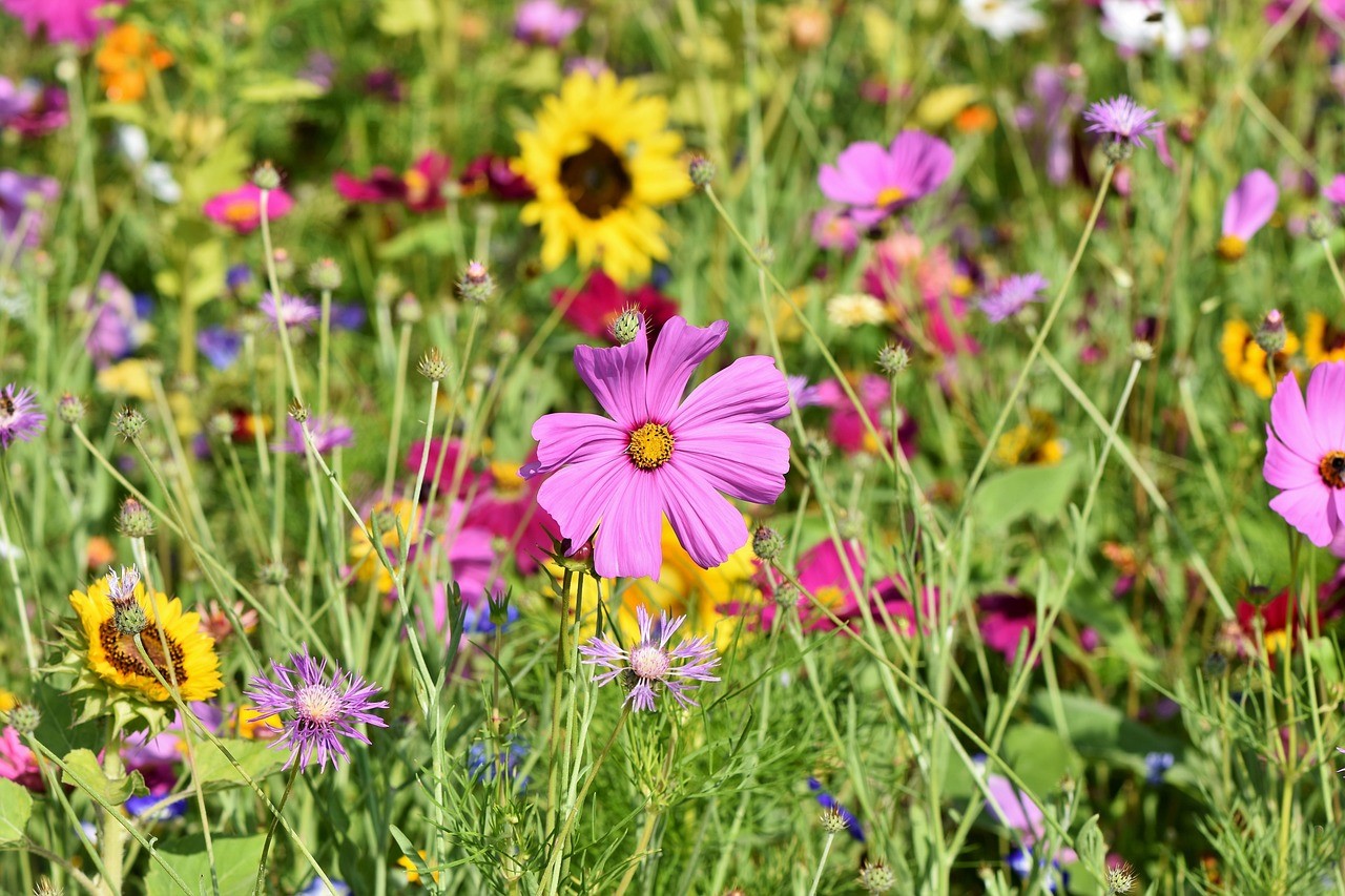 Blumenwiese